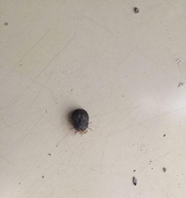 如何有效去除宠物身上的寄生虫（宠物养护必备，让毛孩健康快乐）