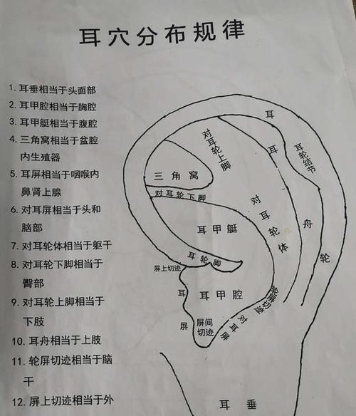 以拳师犬常见病症的护理指南（从喂养到疫苗，全面呵护你的拳师犬健康）