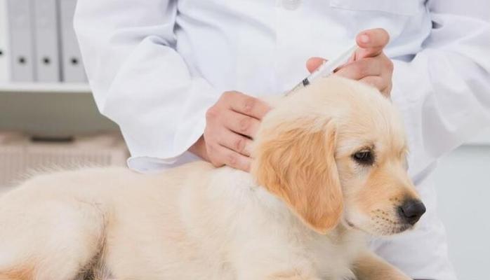 如何预防和治疗犬细小病毒病？（宠物家庭必读，了解细小病毒病，保护你的爱犬）