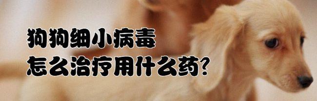 如何预防和治疗犬细小病毒病？（宠物家庭必读，了解细小病毒病，保护你的爱犬）