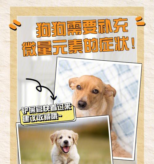 宠物狗缺少微量元素应该如何补充（狗狗缺乏微量元素对健康的影响与补充方法）