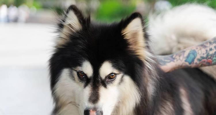 如何训练你的阿拉斯加雪橇犬装死（用正面方法训练你的宠物成为驯犬高手）