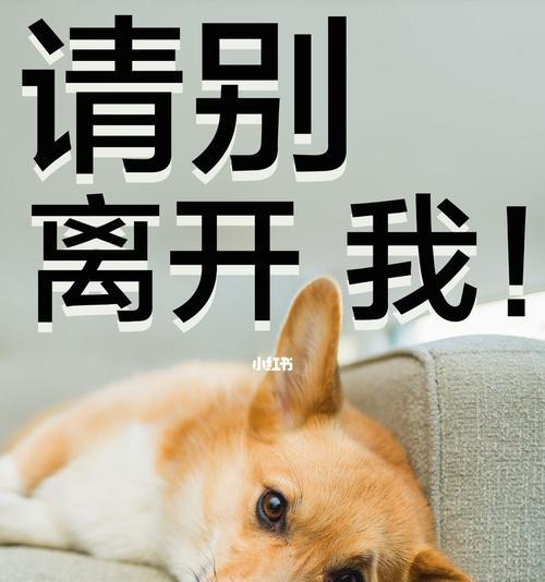 如何让你的宠物狗不再拆家？（5个简单有效的方法让你的家园安全无虞）