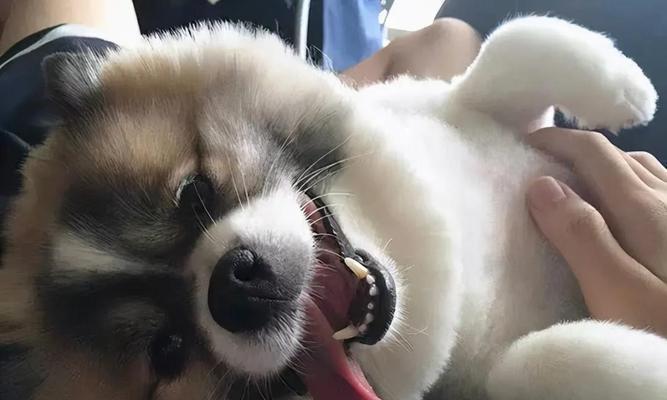 如何让宠物狗狗身上不那么臭？（15个小技巧，帮你轻松处理狗狗的异味问题）