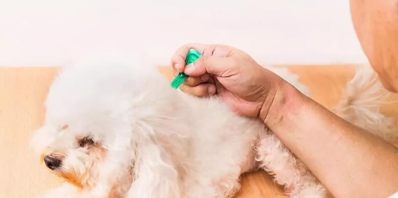 如何让宠物狗狗身上不那么臭？（15个小技巧，帮你轻松处理狗狗的异味问题）
