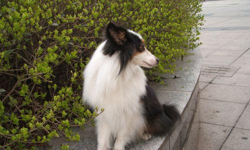 让你的喜乐蒂牧羊犬变得更漂亮（如何让你的宠物在外表和内心都更加美丽）