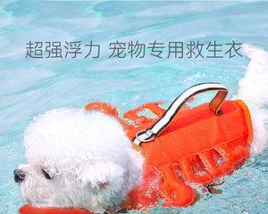让宠物泰迪爱上游泳的妙方（如何让你的泰迪习惯游泳运动）