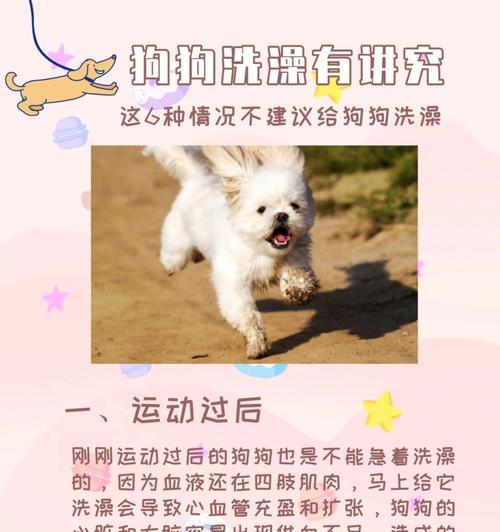 宠物主人必看！尖嘴泪痕清除全攻略（怎样彻底清除尖嘴狗狗的泪痕？教你一招！）
