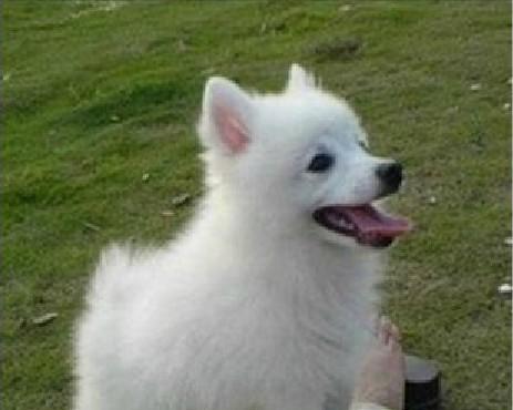 日本尖嘴犬与银狐犬的区别（探究这两种宠物犬的不同特征及适应环境）