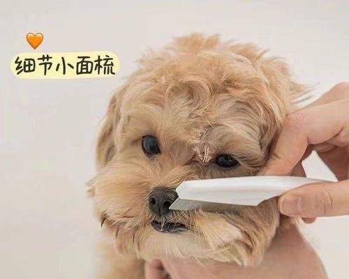 如何正确给宠物狗狗梳理毛发？（掌握以下15个步骤，让你的宠物狗狗拥有亮丽光滑的毛发。）