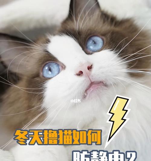 如何养好宠物猫咪（从日常生活细节入手，让您的猫咪健康快乐）