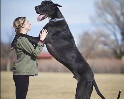 如何保护大丹犬狗狗的牙齿？（为你的爱宠提供健康的口腔护理）