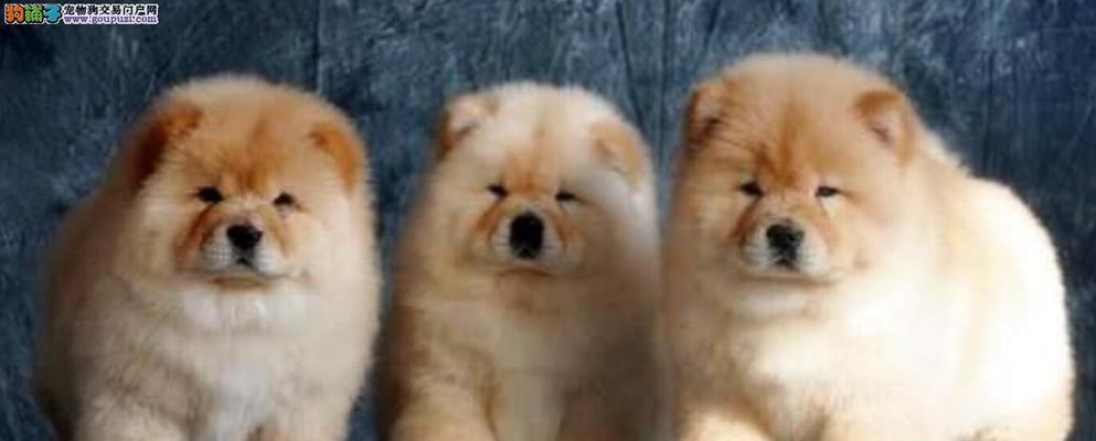 如何保护松狮犬狗狗的牙齿？（宠物主人必看！关注狗狗口腔健康，让它活力满满！）