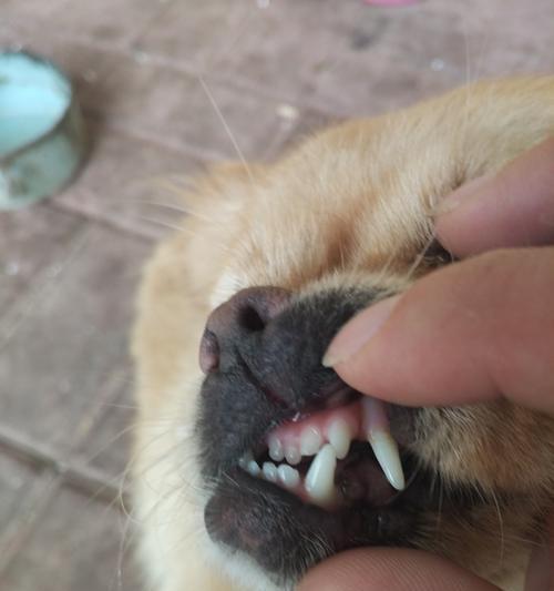 如何从狗狗的牙齿判断它的年龄？（掌握狗狗牙齿知识，轻松判断年龄！）