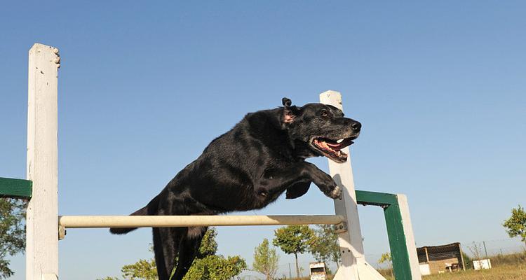 如何训练拉布拉多的敏捷性（让你的爱犬更健康活力）