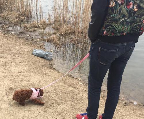 如何防止比格犬乱翻垃圾桶？（教你7种方法让宠物变乖）