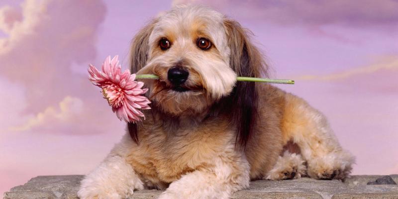 如何防止比格犬乱翻垃圾桶？（教你7种方法让宠物变乖）