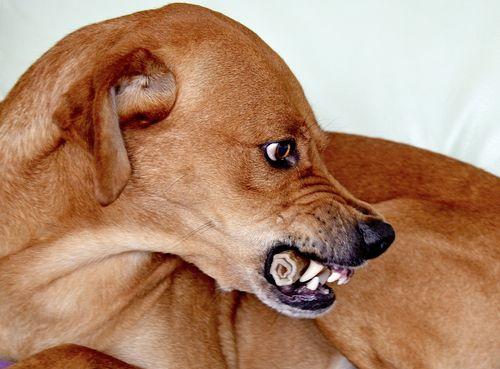 如何防止狗狗咬家具？（宠物爱咬家具，怎么办？）