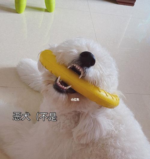 如何让泰迪犬远离垃圾桶（掌握这些技巧，让宠物少翻垃圾桶）