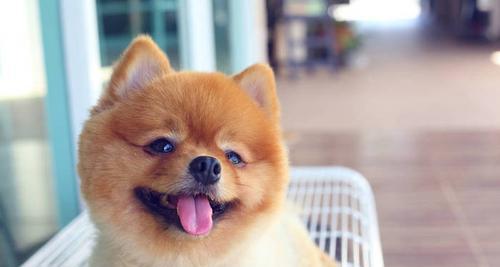 宠物博美犬身上的虱子防治方法（从清洁环境到防治药物，教你全面防止博美犬身上虱子滋生）