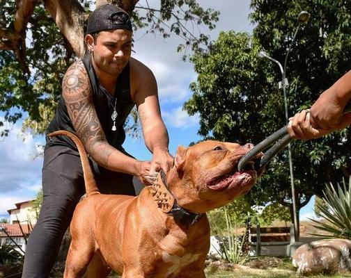 如何分辨比特犬得真假感冒？（宠物主人必看的健康指南）