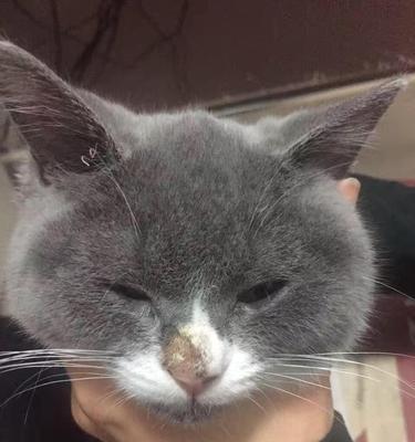 掉毛严重的猫咪如何改善？（宠物毛发护理从入门到高级）
