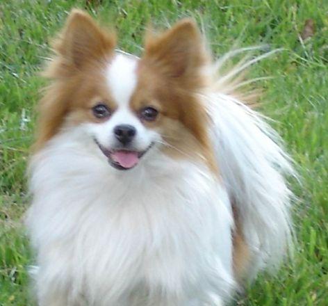 如何为比赛级蝴蝶犬进行专业美容？（宠物护理须知，让蝴蝶犬更美丽健康）