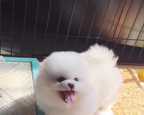 如何安全有效地给宠物博美驱除跳蚤寄生虫（全面分析博美驱除跳蚤寄生虫的方法和注意事项）