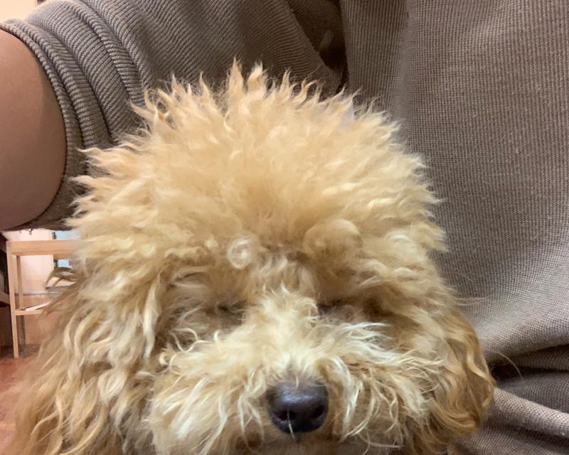 如何给贵宾犬进行毛发修剪（为宠物营造整洁舒适的生活环境）