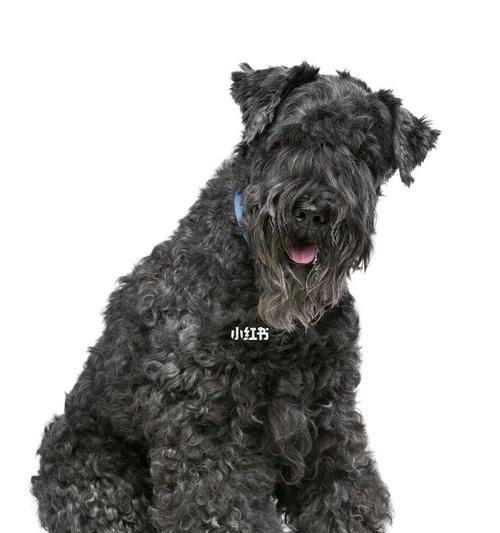 如何给凯利蓝梗犬梳理被毛（宠物爱好者必备技能）