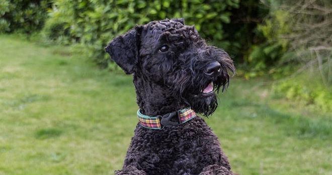 如何给凯利蓝梗犬梳理被毛（宠物爱好者必备技能）