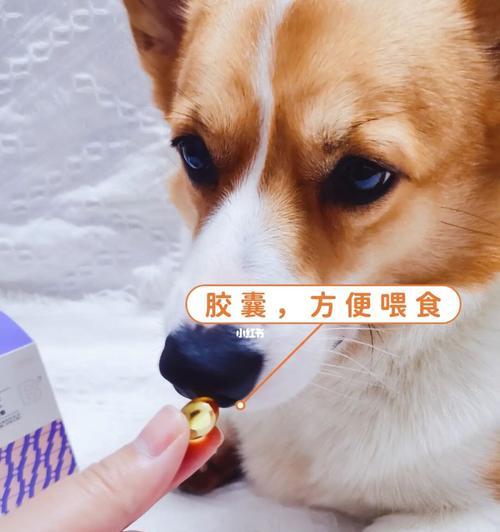 如何关心老年狗狗的健康（为你的宠物狗提供最好的关爱）