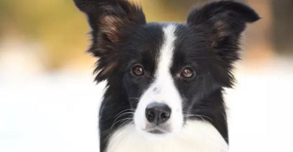 边境牧羊犬眼睛护理全攻略（从日常护理到眼部疾病的预防控制，让你的宠物宝贝长久健康）