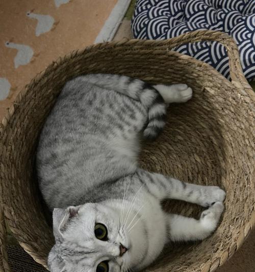 如何护理你的折耳猫的耳道健康（提高宠物折耳猫的耳道健康，养护从头开始）