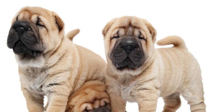如何检查沙皮犬的健康状况（宠物犬的健康是主人的责任）