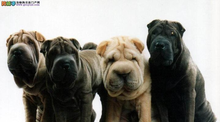 如何检查沙皮犬的健康状况（宠物犬的健康是主人的责任）