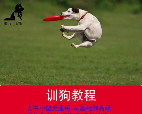 如何矫正猎狐犬乱咬的恶习？（以宠物为主，养成优秀的犬类习惯）