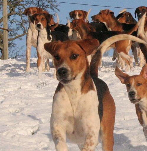如何矫正猎狐犬乱咬的恶习？（以宠物为主，养成优秀的犬类习惯）