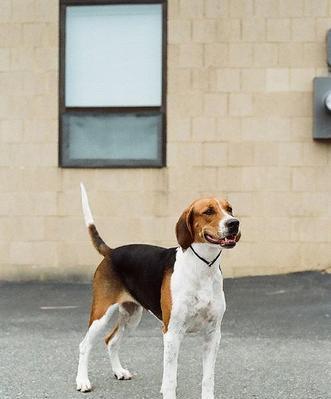 如何矫正猎狐犬乱咬的恶习？（以宠物为主，养成优秀的犬类习惯）