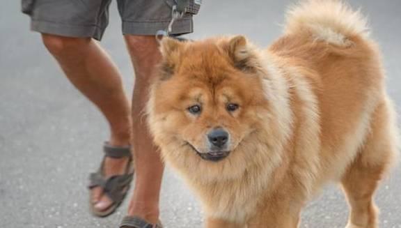 如何教宠物松狮犬适应刷牙？（从新手到专业，让你的宠物享受洁白牙齿的快感！）