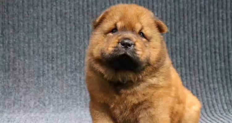 如何教宠物松狮犬适应刷牙？（从新手到专业，让你的宠物享受洁白牙齿的快感！）
