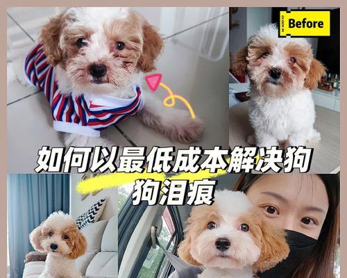 如何有效解决狗狗泪痕问题（宠物爱好者必看，让你的狗狗不再流泪）