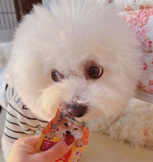 纠正比熊犬挑食习惯的方法（以宠物为主，让你的比熊犬不再挑食）