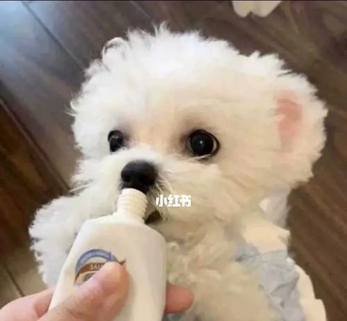 纠正比熊犬挑食习惯的方法（以宠物为主，让你的比熊犬不再挑食）