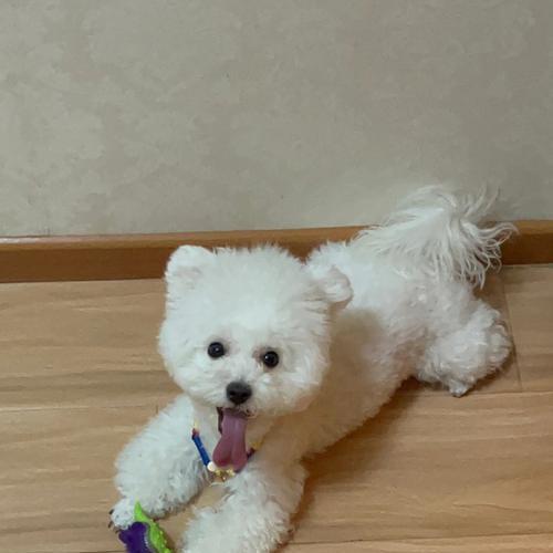 纠正比熊犬挑食习惯的方法（以宠物为主，让你的比熊犬不再挑食）