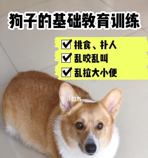 纠正狗狗扑人习惯（以温和方式训练，让你和你的狗狗更和谐）