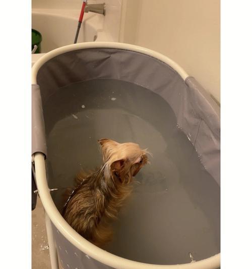 宠物洗澡的必要性及步骤（宠物洗澡的必要性及步骤）