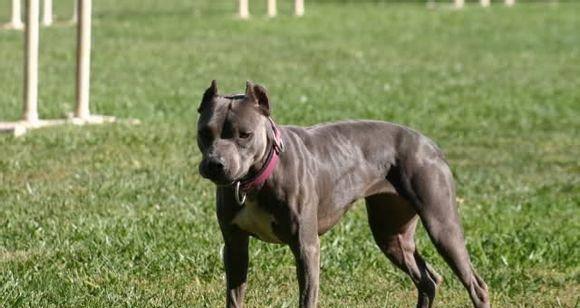 科学合理的训练比特犬（以宠物为主，让比特犬成为可信赖的伴侣）