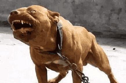 科学合理的训练比特犬（以宠物为主，让比特犬成为可信赖的伴侣）