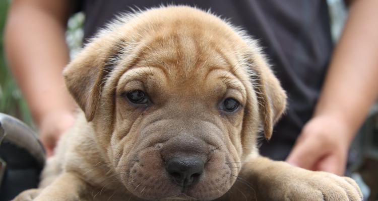 科学合理的训练比特犬（以宠物为主，让比特犬成为可信赖的伴侣）